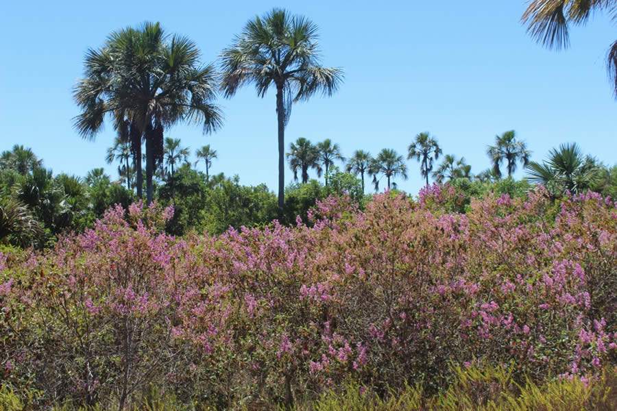 Cerrado, um dos biomas prejudicados com o recorde de temperatura