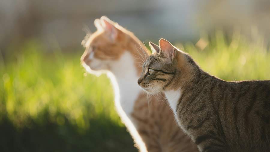 Elias Maurer/Unsplash