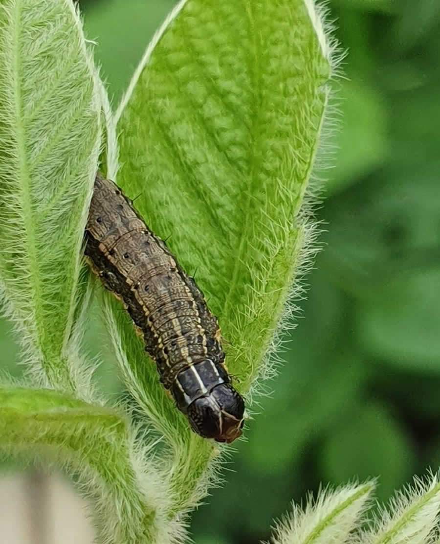 Milho e algodão - Bioinseticida associado a inseticida age como ‘protetor’ e aprimora controle de Spodoptera frugiperda