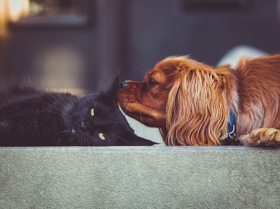 Crescem as infecções nos ouvidos de cães e gatos. Especialista recomenda prevenção e solução para controle