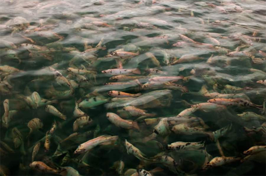 FIDER-piscicultura- brasileira-em-2026-foto-divulgacao