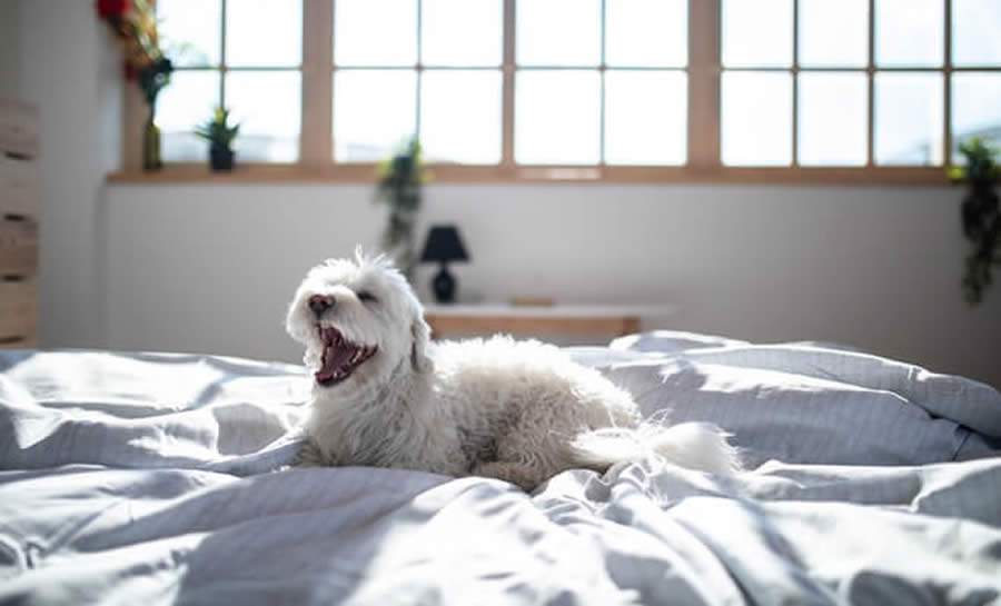 Dicas para retirar o cheiro ruim de cachorro do ambiente
