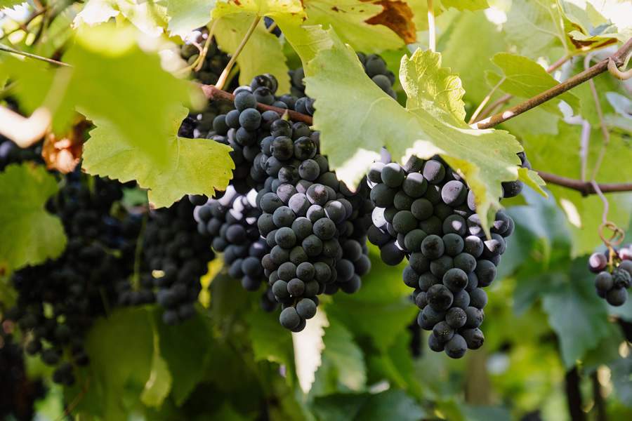 Na safra 2026, Vin&iacute;cola Aurora colheu 93 milh&otilde;es de quilos de uva - Cr&eacute;ditos: Z&eacute;to Tel&ouml;ken