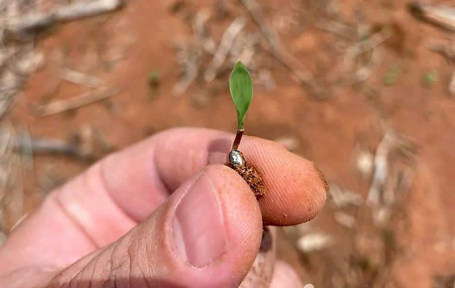 Formação de pastagem eficiente começa antes do plantio