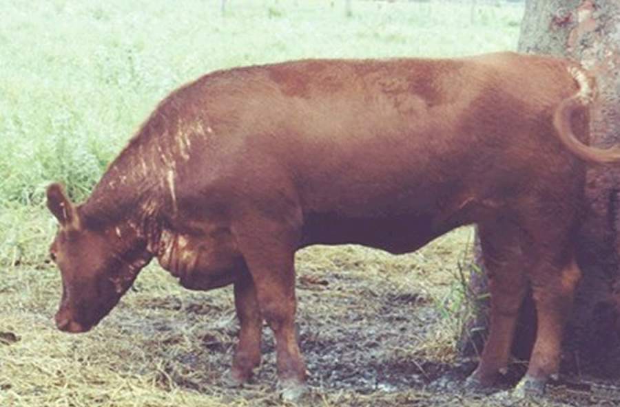 Perda da rentabilidade causada por carrapatos é desafio para a bovinocultura - Biogénesis Bagó