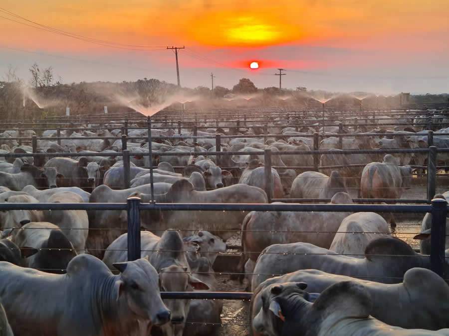 Circuito Nelore de Qualidade vai ao Maranhão pela primeira vez