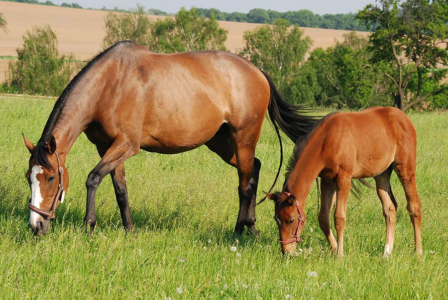 Crédito: Shutterstock.