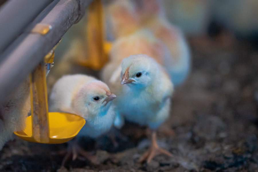 Vacina de imunocomplexo natural é eficiente em aves com diferentes níveis de anticorpos maternos contra Doença de Gumboro
