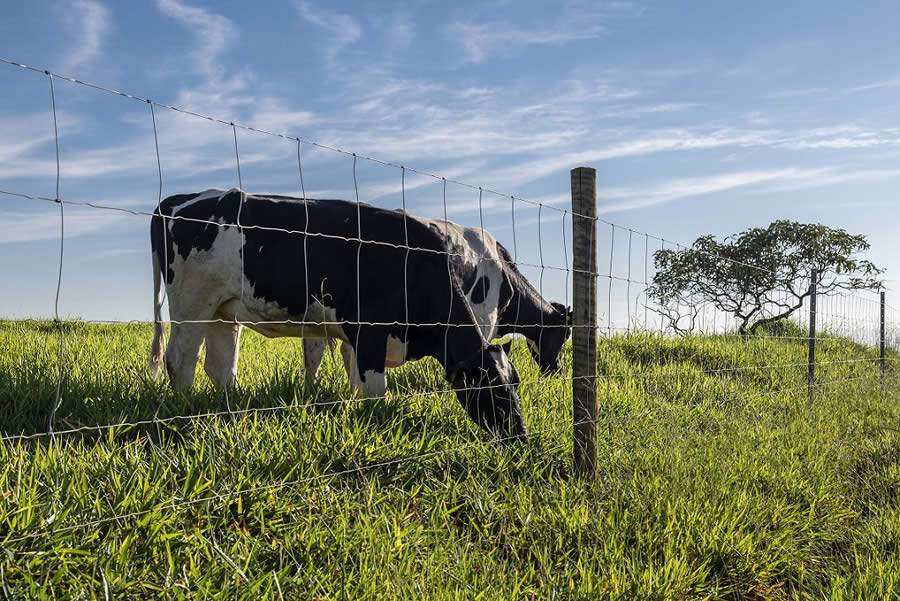 Tela pronta tem durabilidade e eficiência para a lucratividade da pecuária no Norte do Brasil, destaca analista de mercado da Belgo Bekaert