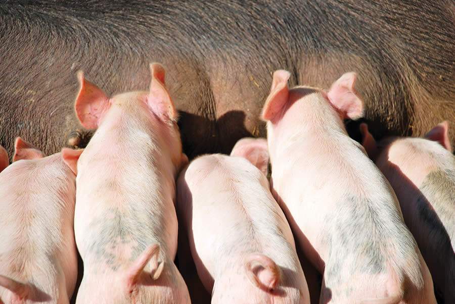 É possível manter os suínos com caudas longas?