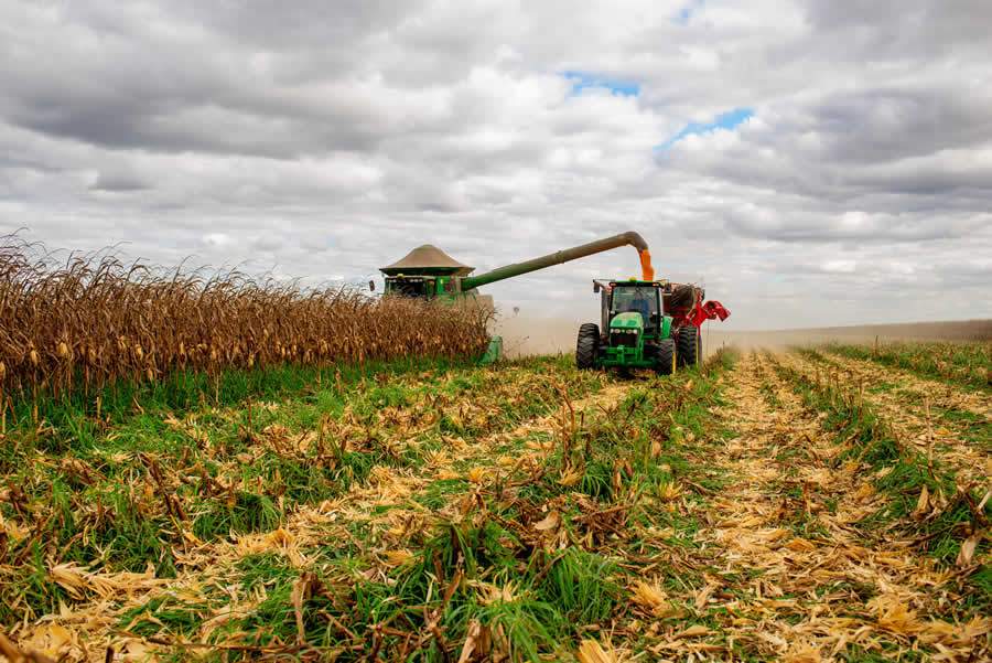 Integração Lavoura Pecuária: Sistemas integrados e a biodiversidade aliada à produção agropecuária