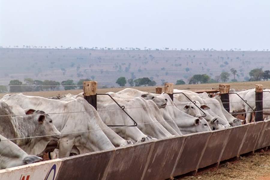 Pecuaristas devem ter atenção aos prejuízos com acidose ruminal em bovinos nos sistemas intensivos de terminação