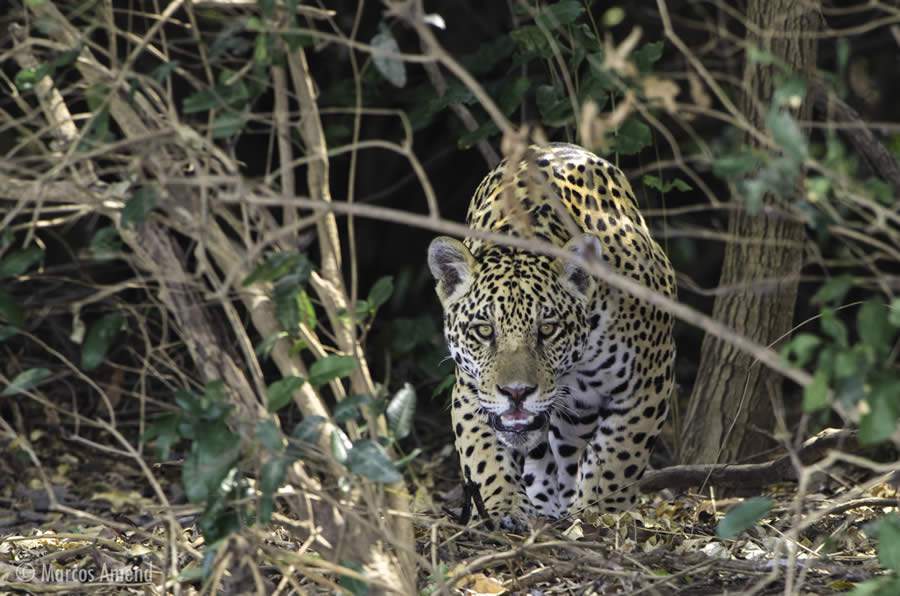 Divulga&ccedil;&atilde;o