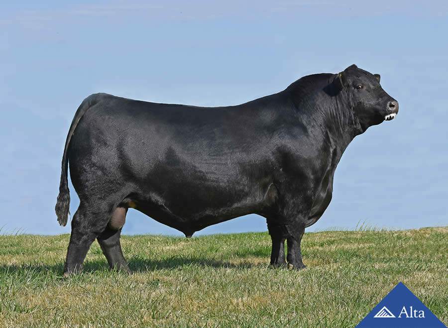 Alta reforça bateria de taurinos para atender crescente demanda do mercado