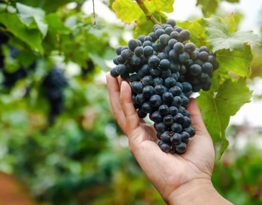 Colheita de uvas no interior de SP segue em meio à pandemia: safra 2020 indica vinhos expressivos