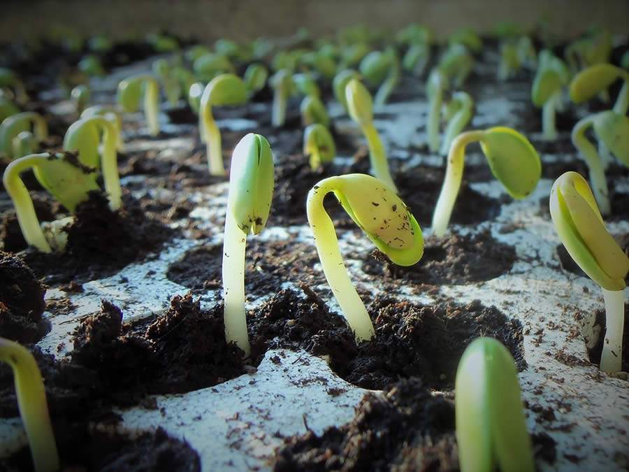 Aminoagro participa da SuperAgro e divulga soluções para diversas culturas com foco na melhor performance de sementes de soja