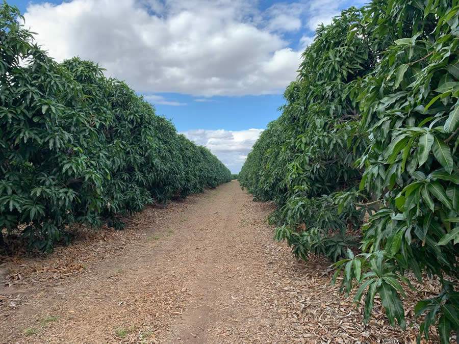 Fertiláqua esclarece como é possível produzir manga fora de época