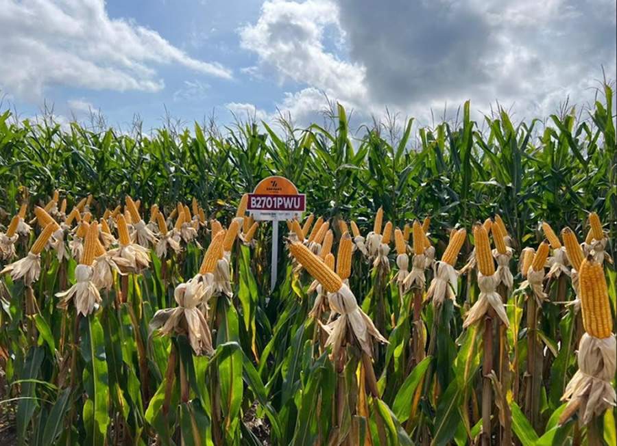  Tecnologia, gen&eacute;tica e tratamento de sementes com Lumialza&reg;, o h&iacute;brido B2701PWU auxilia no controle de nemat&oacute;ides e refor&ccedil;a o desempenho do sistema milho/soja