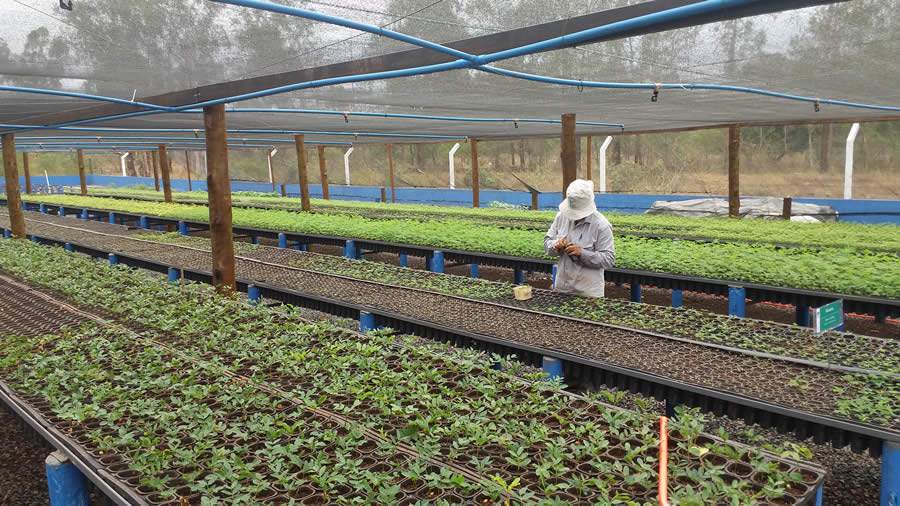 Produção de mudas de espécies nativas, em Niquelândia (GO), auxilia na conservação do Cerrado