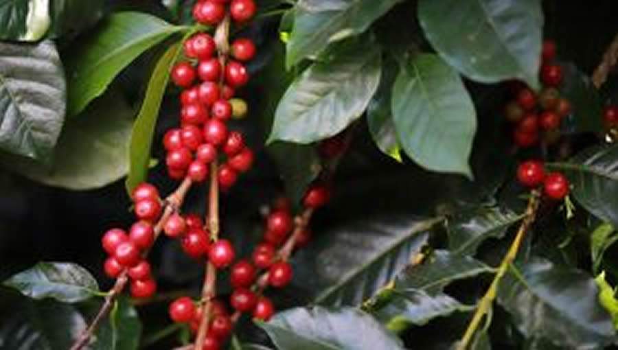 Cr&eacute;dito: Divulga&ccedil;&atilde;o 