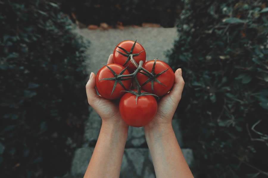 Tomate é fonte de licopeno, vitaminas A e C, vitaminas do complexo B e minerais