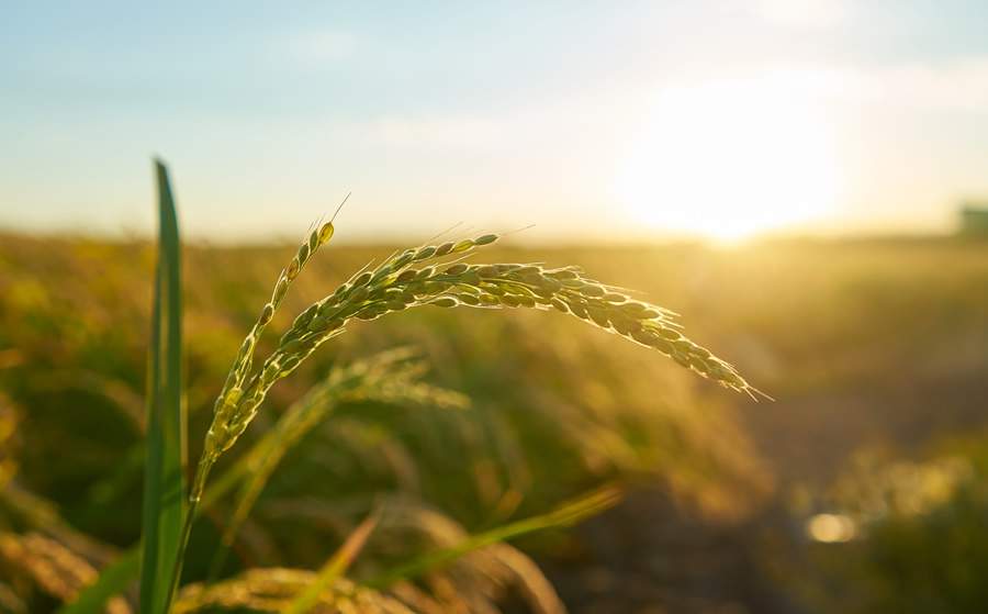 Divulgação: Fenseg