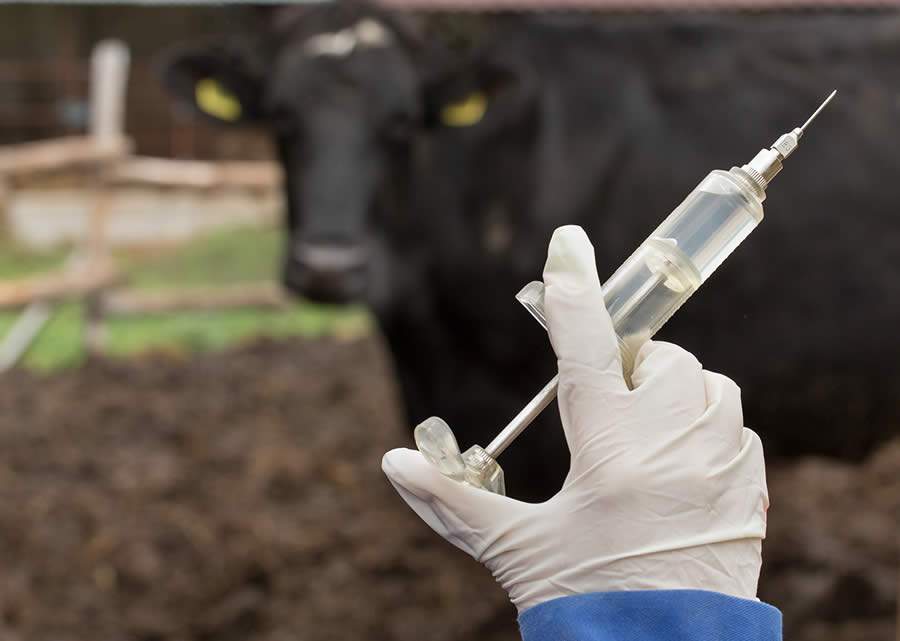 Associação de medicamentos pode acelerar tratamento dos bovinos, mas é preciso acompanhamento de especialista.jpg