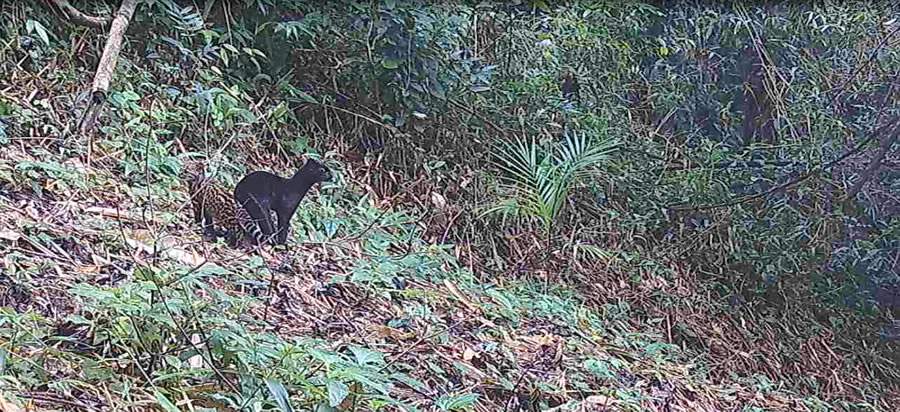 Cr&eacute;dito: Programa Grandes Mam&iacute;feros da Serra do Mar_ Funda&ccedil;&atilde;o Grupo Botic&aacute;rio