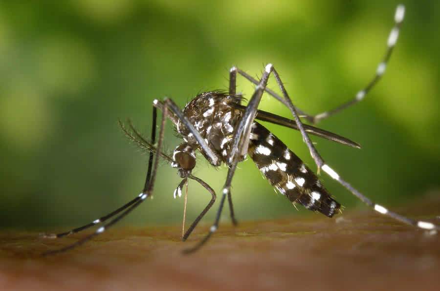 A melhor forma de prevenção é evitar a proliferação do mosquito Aedes Aegypti. Foto de Pixabay no Pexels.