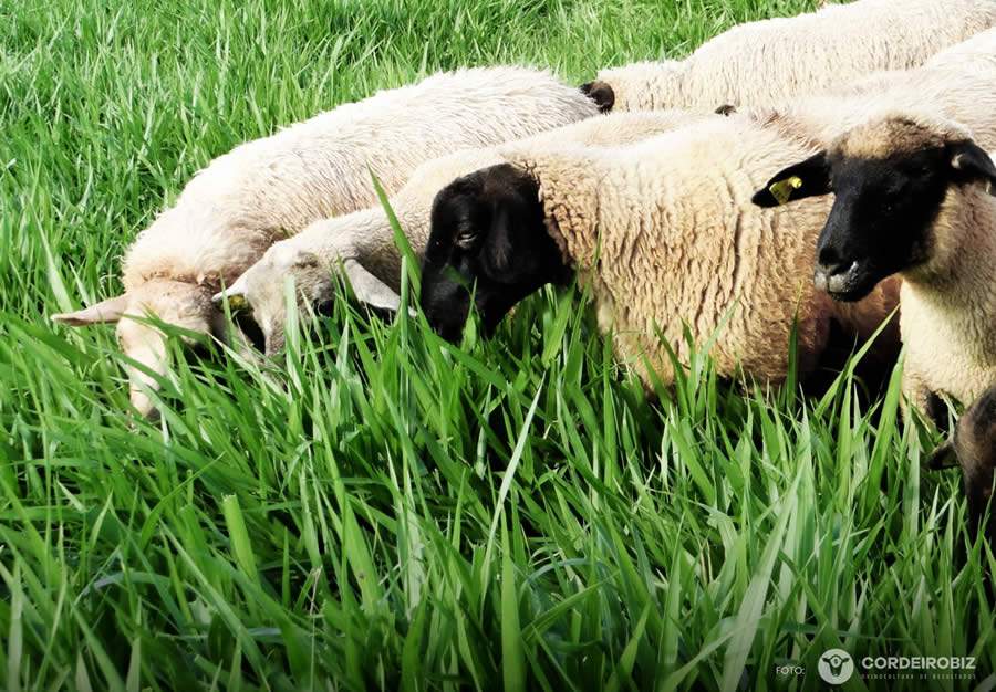 Pastagem é fundamental na criação de ovinos e caprinos