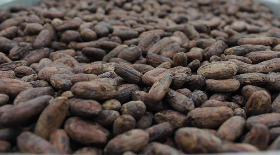 Amend&ocirc;as de cacau