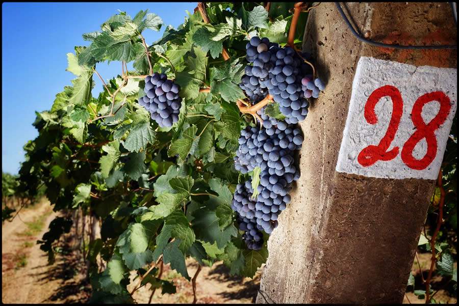 Vin&iacute;cola que une caracter&iacute;sticas de Portugal e Pernambuco conquista 14 pr&ecirc;mios em concurso que lista os melhores vinhos do Brasil