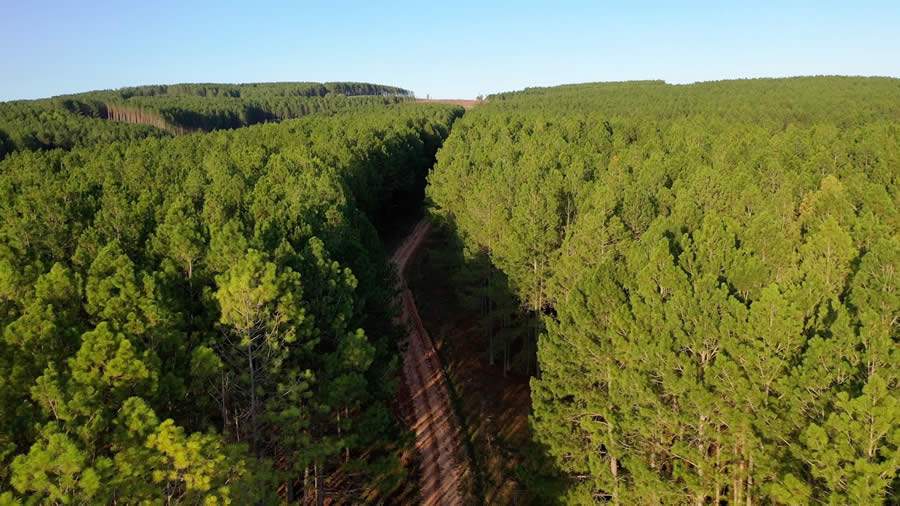 No final de 2021 a Tramontina j&aacute; somava 3.377 hectares de florestas plantadas&nbsp;e 2.900 hectares de &Aacute;reas Preservadas (Divulga&ccedil;&atilde;o/Tramontina)