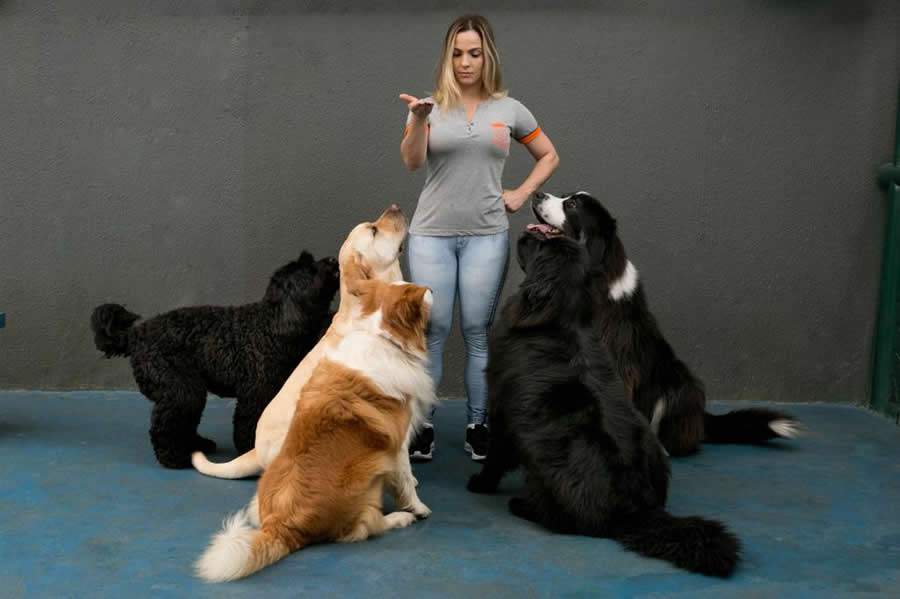 Adestramento canino - créditos Aufabeto