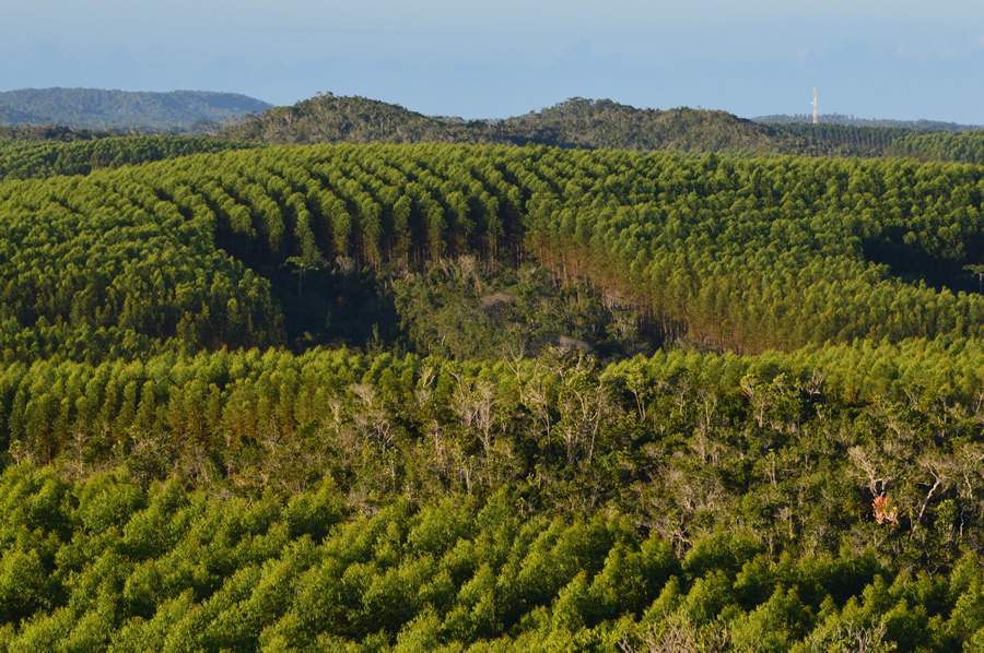 &Aacute;rvores e a evolu&ccedil;&atilde;o da vida