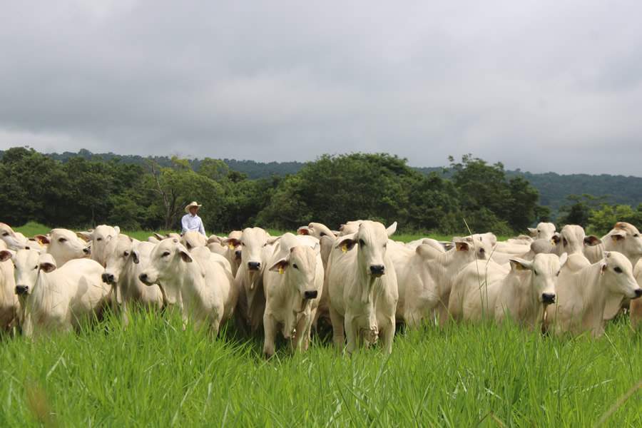 Estamos promovendo um ambiente em que a informa&ccedil;&atilde;o ganha valor coletivo e se transforma em resultados pr&aacute;ticos, contribuindo para uma pecu&aacute;ria mais competitiva, sustent&aacute;vel e orientada por dados. - FreePik