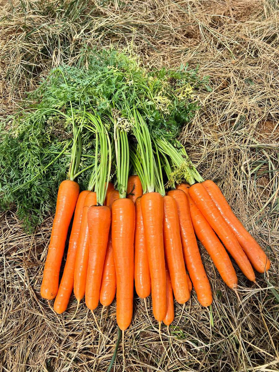 Cenoura Solar F1, da TSV Sementes - Agristar do Brasil