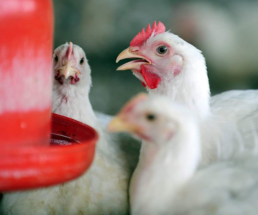 Integridade gastrointestinal potencializa eficiência nutricional e reduz custos com a dieta das aves
