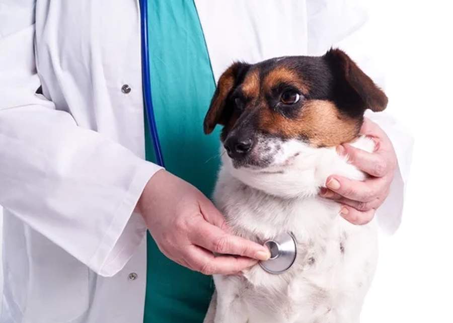 Fevereiro Roxo e Laranja: pets tamb&eacute;m podem ter Leucemia, L&uacute;pus e mal de Alzheimer e Fibromialgia