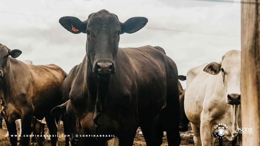 Confina-Brasil-Foto-Divulgacao