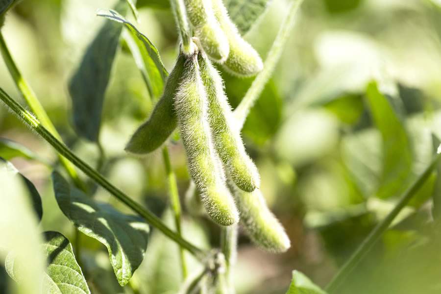Com previsão de margens apertadas, assertividade é a palavra da vez no campo