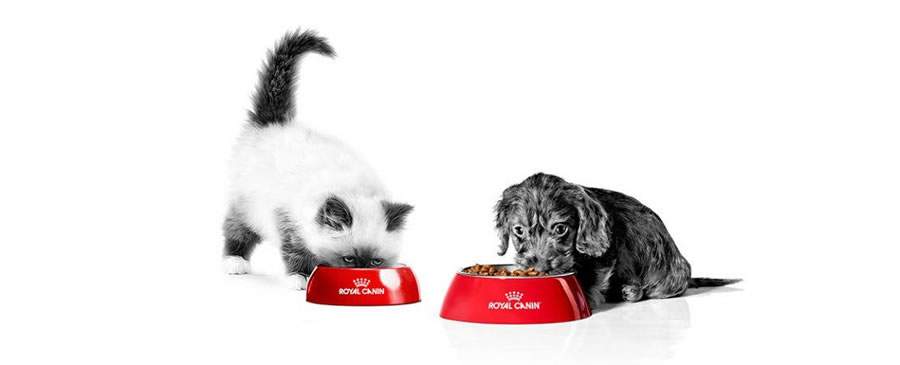 (Foto: Divulgação/ROYAL CANIN®)