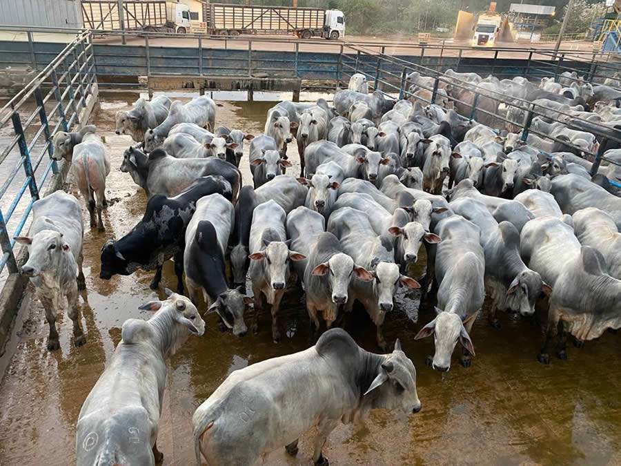 18&ordf; Etapa do Circuito Nelore de Qualidade: Premiados os melhores pecuaristas de Marab&aacute; (PA)