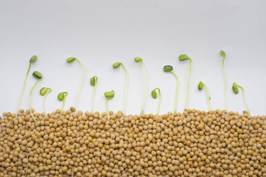 Fertiláqua debate sobre a importância da qualidade de semente