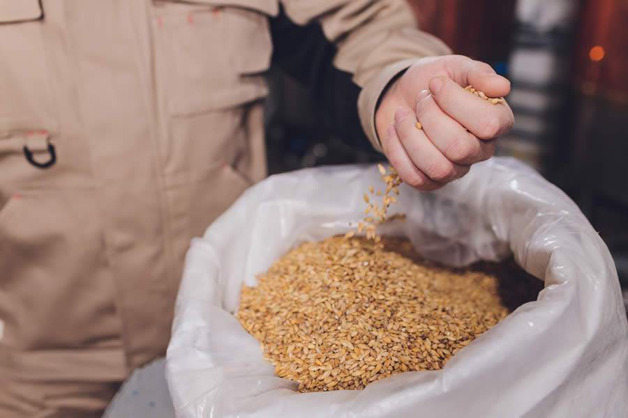 Como evitar fungos, &aacute;caros e bact&eacute;rias em sementes durante o armazenamento