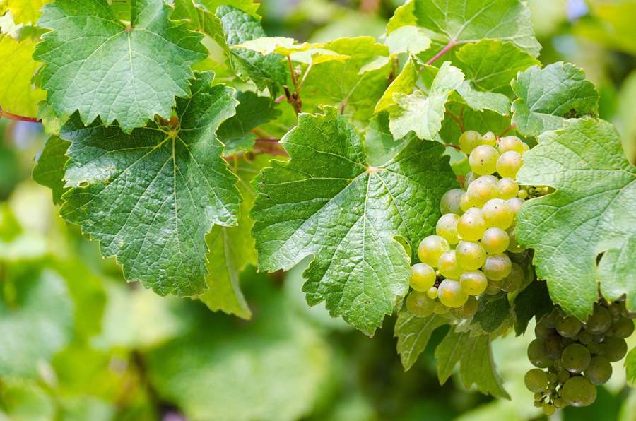 Dia Internacional do Riesling: veja os motivos para amar essa uva