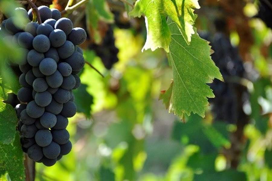 UPL aborda boas práticas no cultivo de uva em debate promovido por Sebrae e governo gaúcho na Expointer