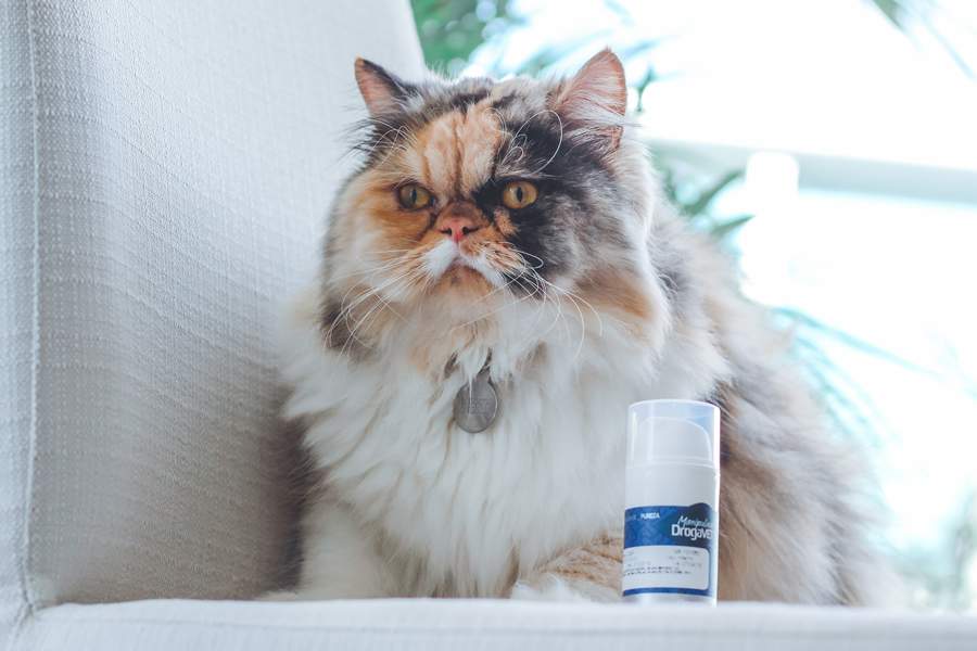  Conhecer o paladar e o que estimula o olfato do pet &eacute; crucial tamb&eacute;m para oferecer um tratamento manipulado personalizado_Foto Vitor Zanfagnini - Foto: Vitor Zanfagnini