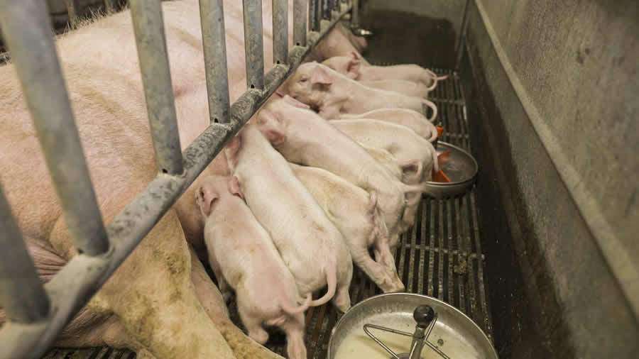 Diarreia em suínos: problema sanitário prejudica o bem-estar animal e impacta o bolso do criador