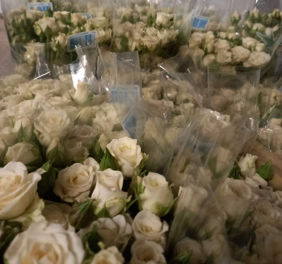 Rosas para Iemanj&aacute; e Nossa Senhora dos Navegantes - Cooperativa Veiling Holambra